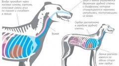 Bolesti respiratornog sustava